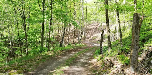 Rezerwat leśny Zielona Góra (Osiek nad Notecią)